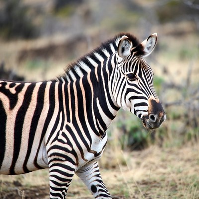 Zebra standing in dry grass