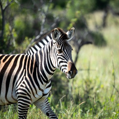 Zebra standing in green savanna