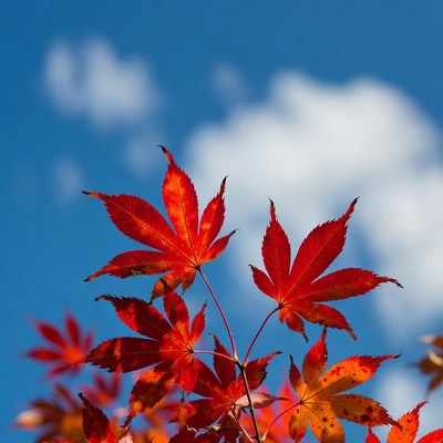Red maple leaves against blue sky