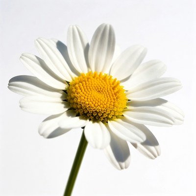 White Daisy Flower with Yellow Center