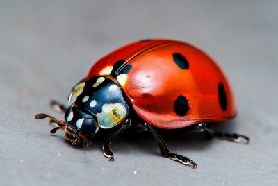 Red ladybug on gray surface