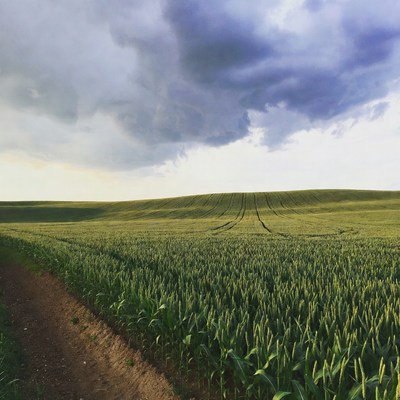 Green wheat field with dirt path