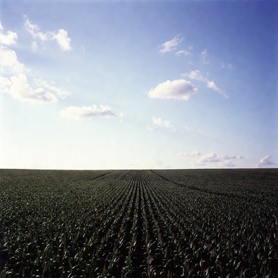 Corn Field Under Blue Sky