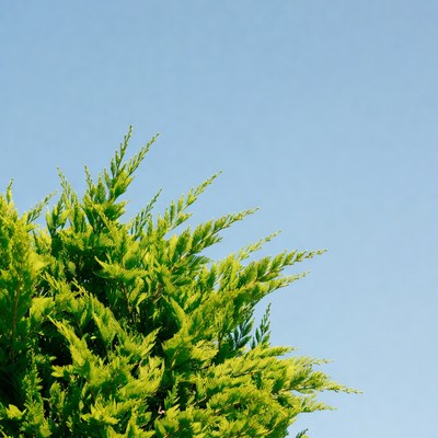 Green conifer branches against blue sky
