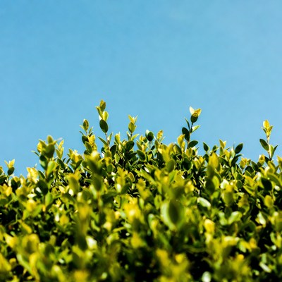 Green Boxwood Hedge Against Blue Sky