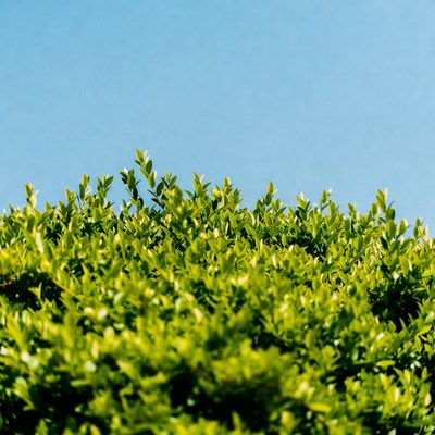 Lush green bush against blue sky