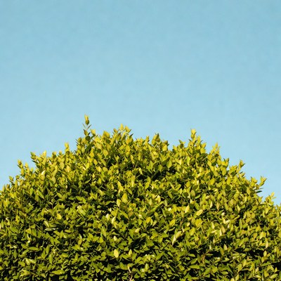 Lush green bush against blue sky