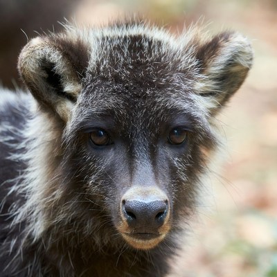 Closeup of baby raccoon face