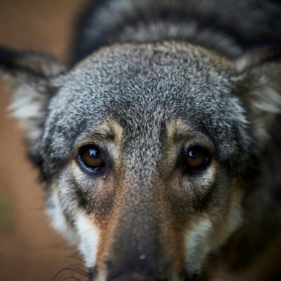 Close-up of Czech wolfdog face
