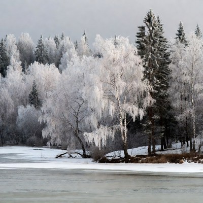 Snowy Birch Forest by Frozen Lake