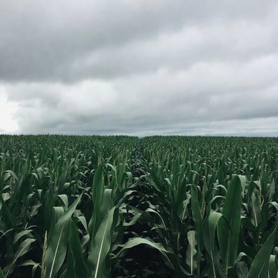 Corn Field Path Under Cloudy Sky