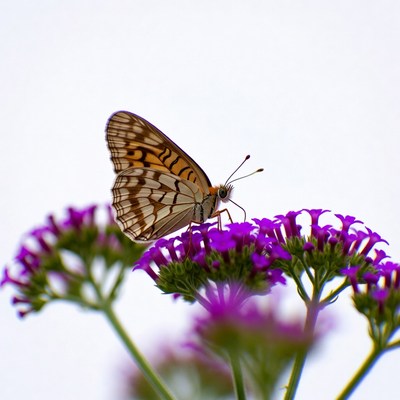 Butterfly on purple flowers