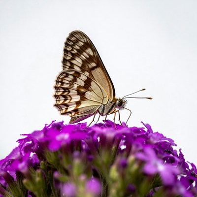Butterfly on purple flowers