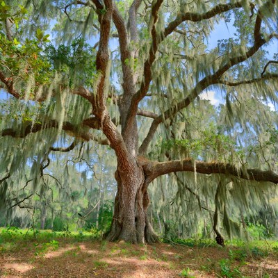 Large Live Oak Tree with Spanish Moss