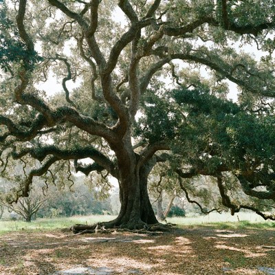 Majestic Live Oak Tree in Field