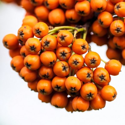 Bright Orange Mountain Ash Berries Cluster