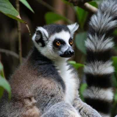 Ring-tailed lemur in jungle foliage