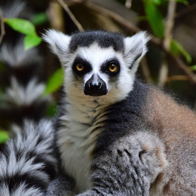 Ring-tailed lemur in lush greenery
