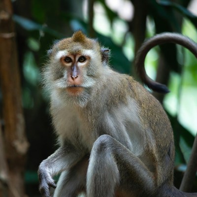 Long-tailed macaque in jungle