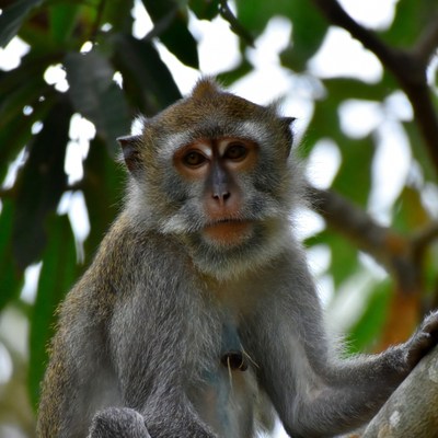 Long-tailed macaque on tree branch