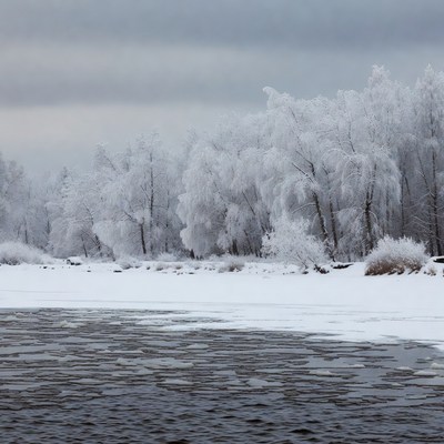 Snowy Birch Trees by Frozen River