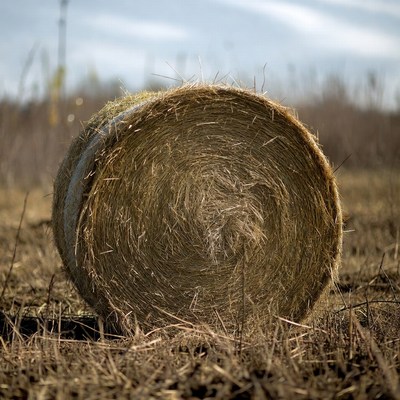 Hay Bale in Dry Field