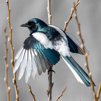 Black-billed Magpie Spreading Wings on Branch
