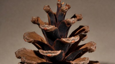 Close-up of pine cone