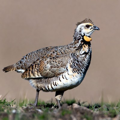 Scaled Quail standing on grass