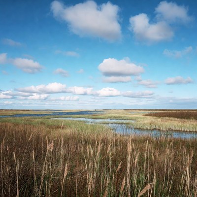 Marshland with Reeds and Water