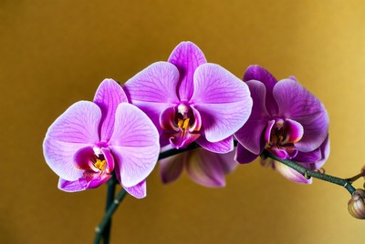 Purple Phalaenopsis Orchids on Gold Background