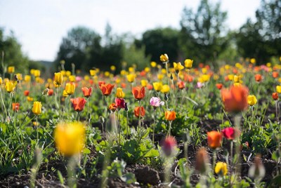 Colorful Tulip Field in Bloom