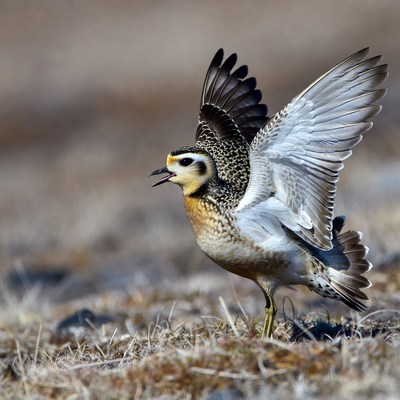 Golden Plover Calling with Wings Spread