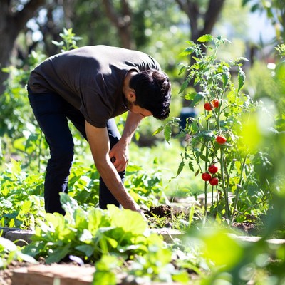 Man gardening tomatoes in vegetable garden