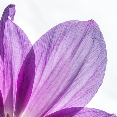 Purple flower petals close-up