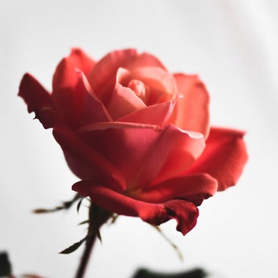 Pink Rose on White Background