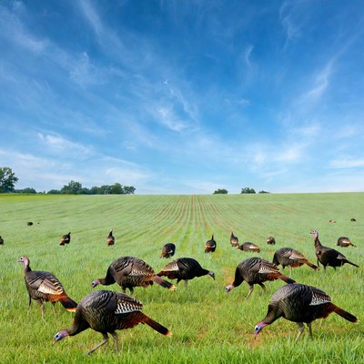 Flock of turkeys in green field