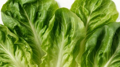 Fresh Green Lettuce Leaves Closeup