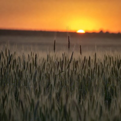 Sunset over wheat field