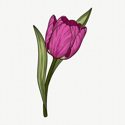 Pink Tulip Flower Illustration