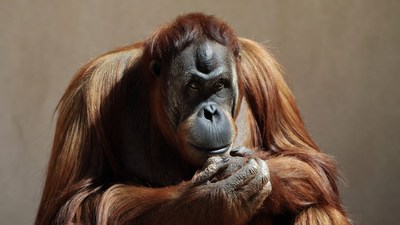 Orangutan with hand on chin