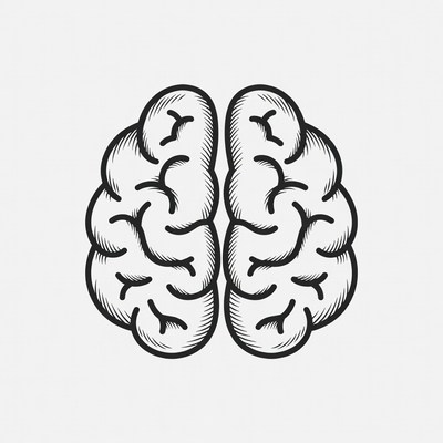 Line drawing human brain