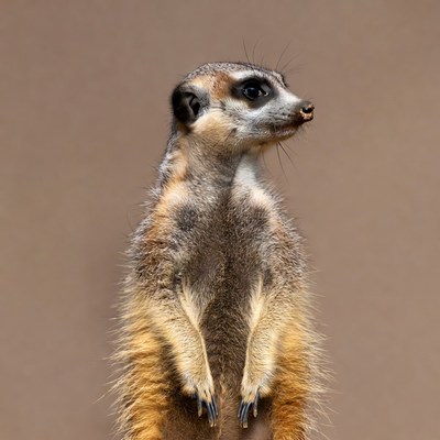 Meerkat standing on hind legs