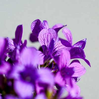 Purple Flowers Close-Up