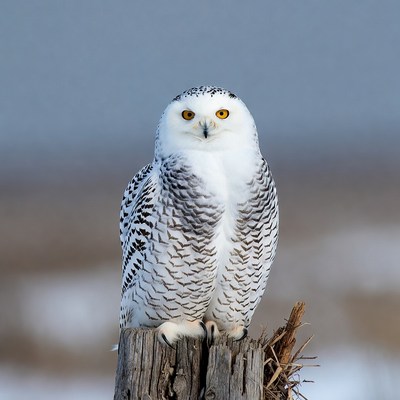 Snowy Owl Perched on Stump