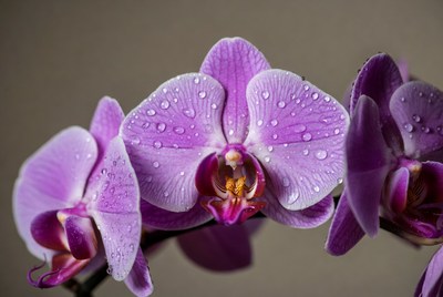 Purple Orchid Flowers with Dew Drops