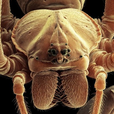 Close-up of spider face