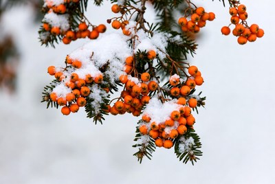 Snow-Covered Mountain Ash Berries