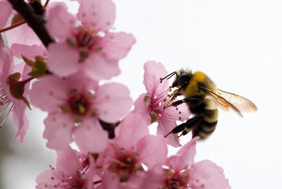 Bumblebee pollinating pink cherry blossoms