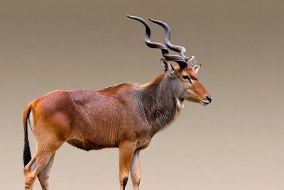 Kudu antelope standing on beige background